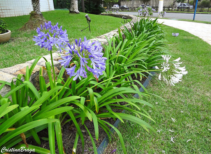 Agapanto - Agapanthus africanus - Flores e Folhagens