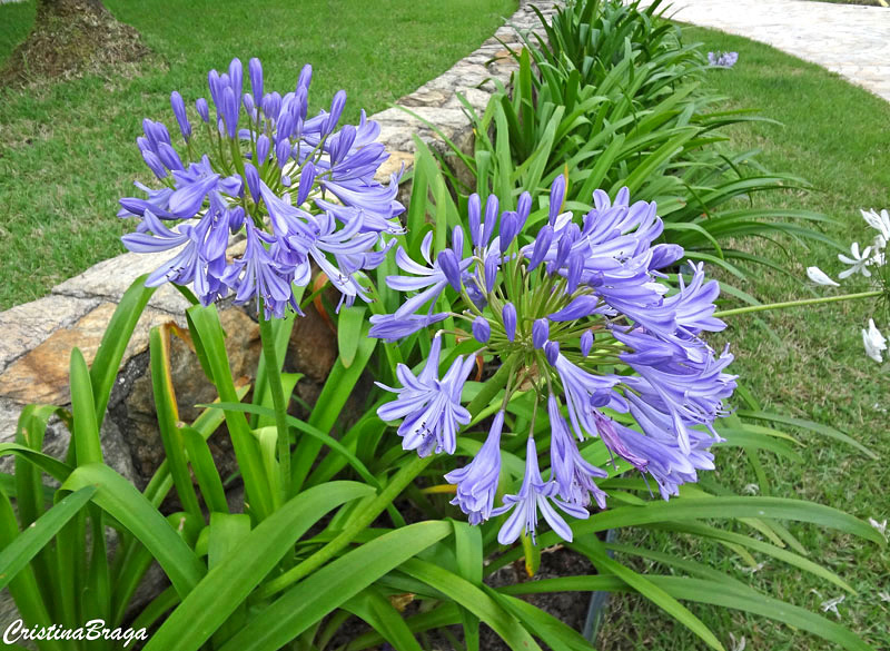 Agapanto - Agapanthus africanus