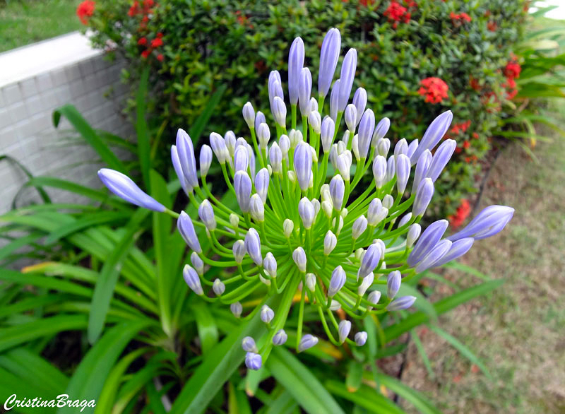 Agapanto - Agapanthus africanus