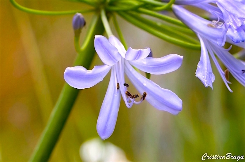 Agapanto - Agapanthus africanus