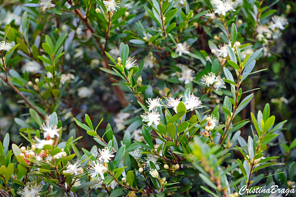 Cerejeira Anã - Eugenia mattosii