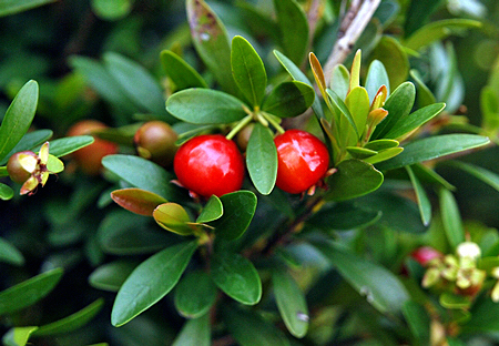 Cerejeira Anã - Eugenia mattosii