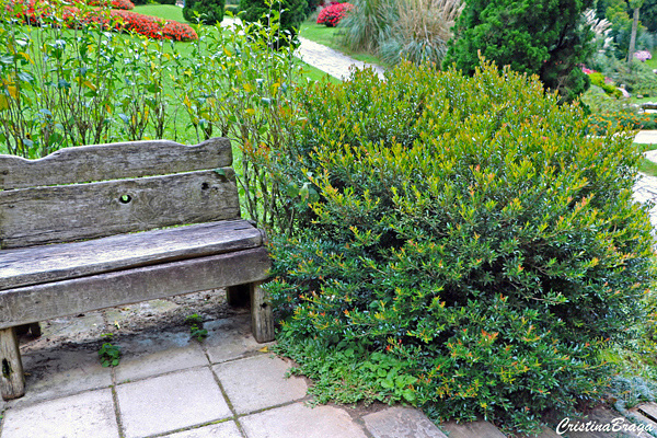 Cerejeira Anã - Eugenia mattosii