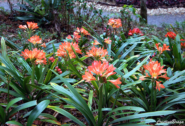 Clívia - Clivia miniata