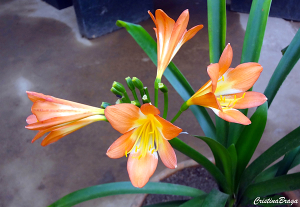 Clívia - Clivia miniata