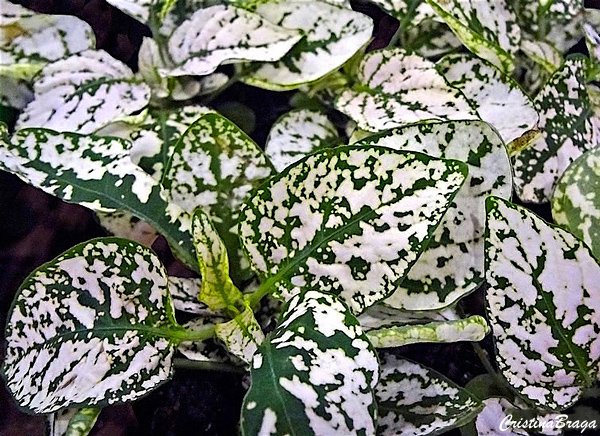 Confete – Hypoestes phyllostachya