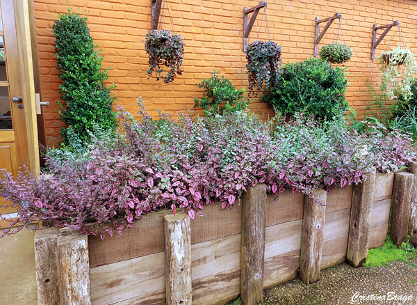 Confete – Hypoestes phyllostachya