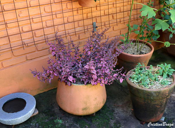 Confete – Hypoestes phyllostachya