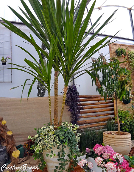 Dracena arbórea - Dracaena arborea