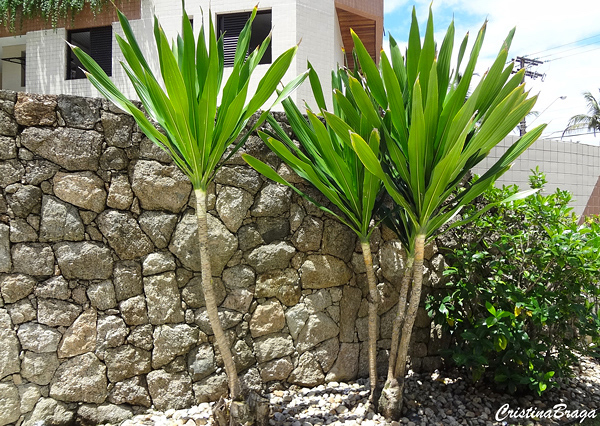 Dracena arbórea - Dracaena arborea