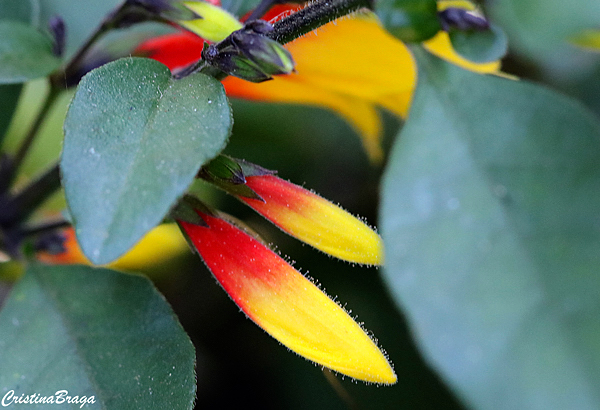 Farroupilha - Justicia floribunda