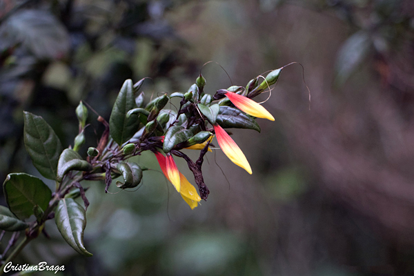 Farroupilha - Justicia floribunda