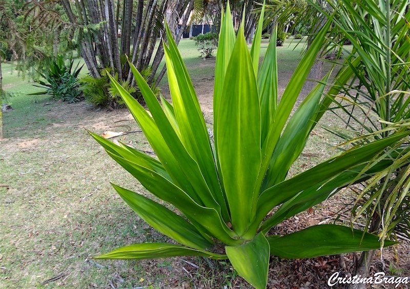 Furcréia - Furcraea foetida