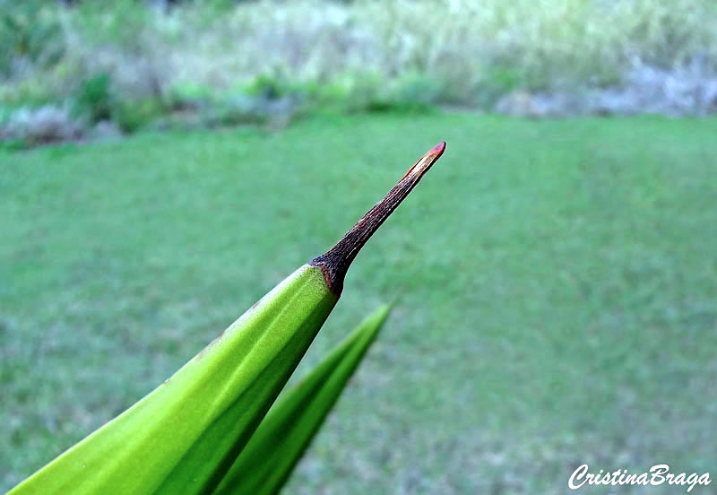 Furcréia - Furcraea foetida