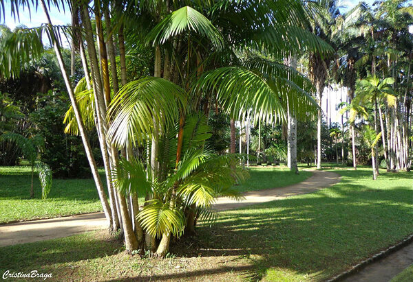 jardim-botanico-do-rio-de-aneiro