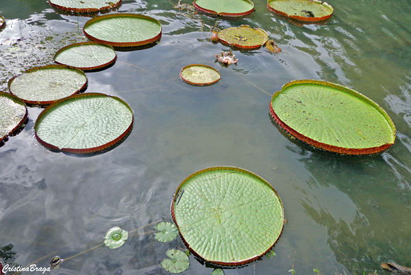 jardim botanico do rio de janeiro