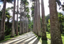 jardim-botanico-do-rio-de-janeiro