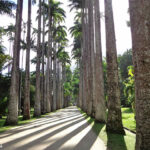 jardim-botanico-do-rio-de-janeiro