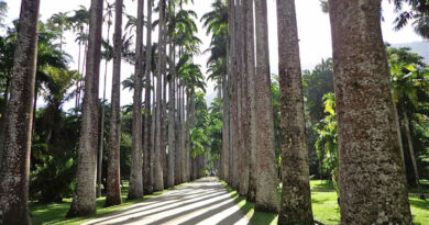 jardim-botanico-do-rio-de-janeiro