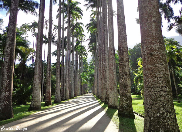 jardim botanico do rio de janeiro