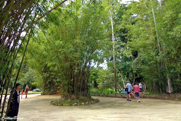 jardim botanico do rio de janeiro