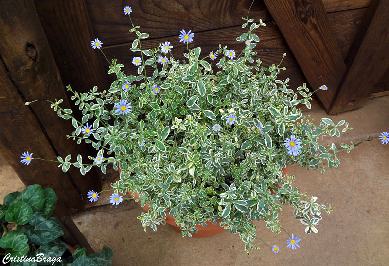 Margarida Azul - Felicia Amelloides