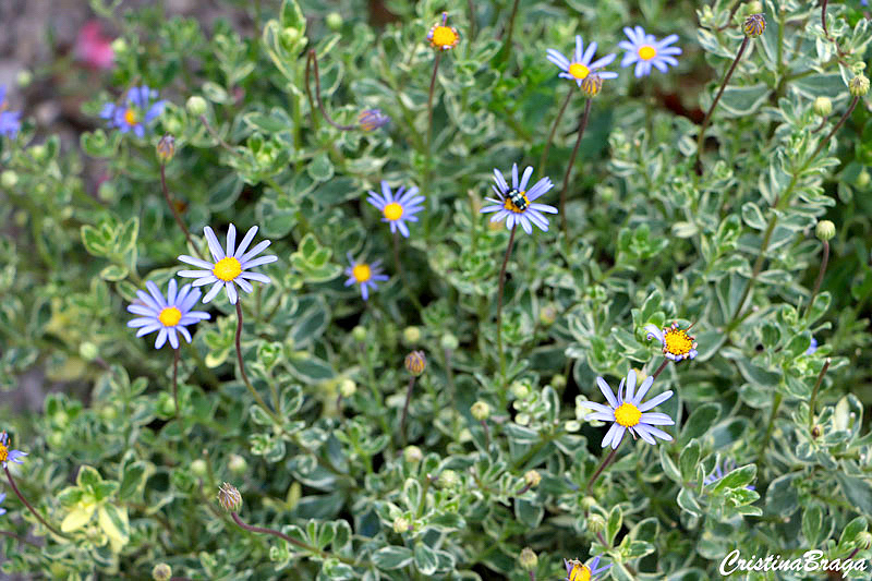 Margarida Azul - Felicia Amelloides