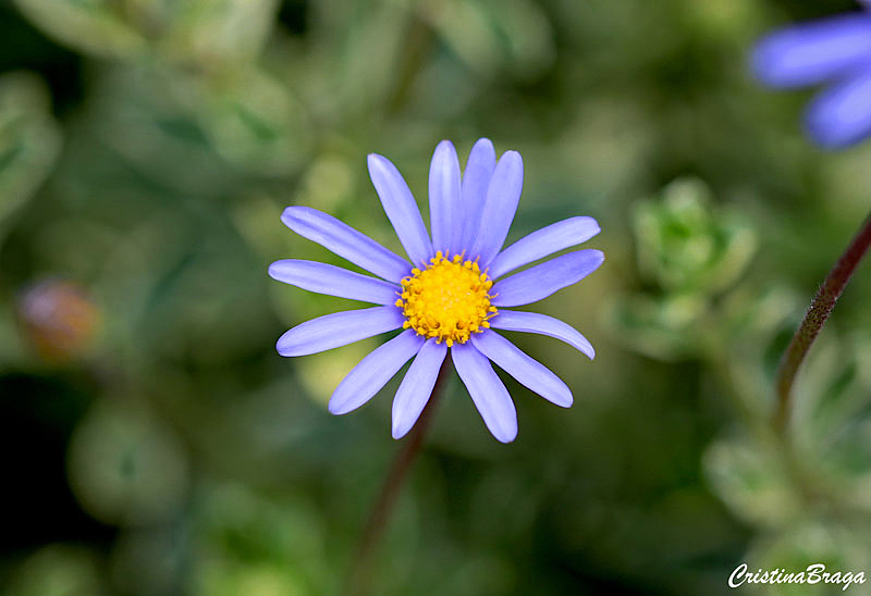 Margarida Azul - Felicia Amelloides