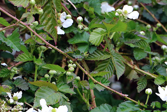 Rosa Silvestre - Rosa multiflora