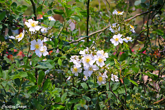 Rosa Silvestre - Rosa multiflora