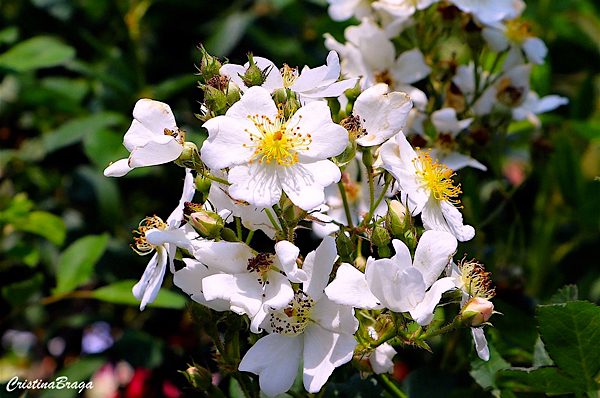 Rosa Silvestre - Rosa multiflora