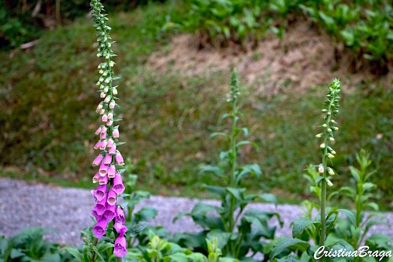 Dedaleira - Digitalis purpurea