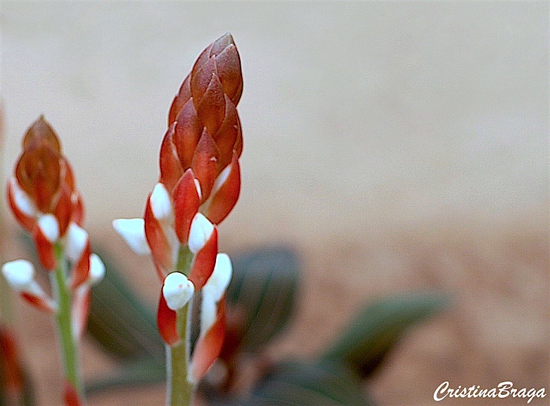 Ludisia - Ludisia discolor Red Velvet