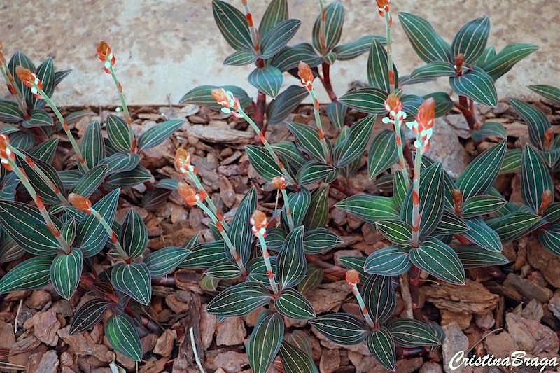 Ludisia - Ludisia discolor Red Velvet