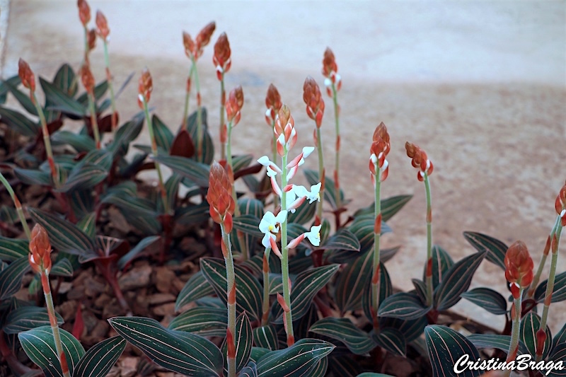 Ludisia - Ludisia discolor Red Velvet