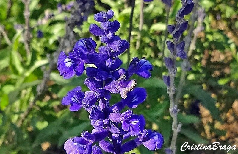 Sálvia Azul - Salvia farinacea