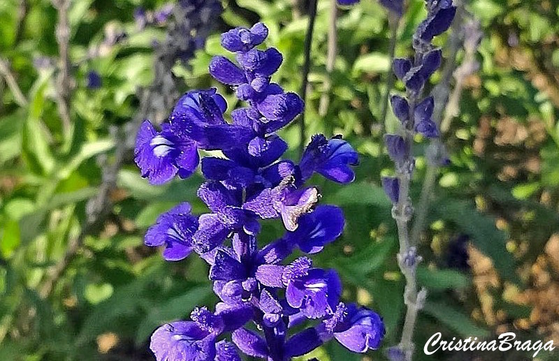 Sálvia Azul - Salvia farinacea