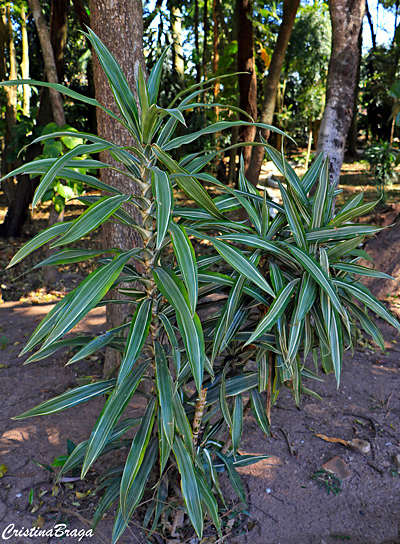 Bambu da sorte - Dracaena sanderiana