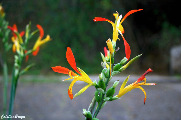 Beri-silvestre - Canna limbata