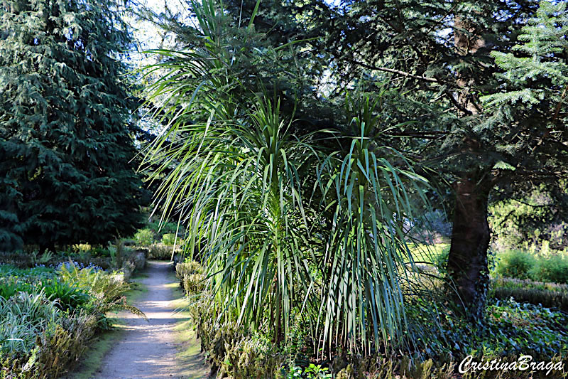 Dracena Anita - Dracaena reflexa Anita