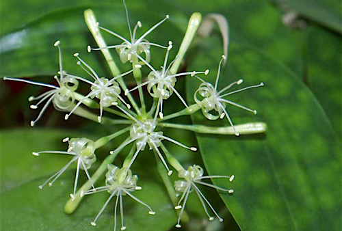 Dracena bambú - Dracaena surculosa