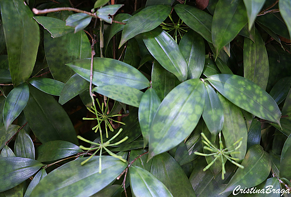 Dracena bambú - Dracaena surculosa