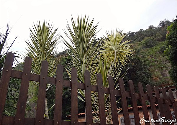 Dracena de Madagascar - Dracaena marginata