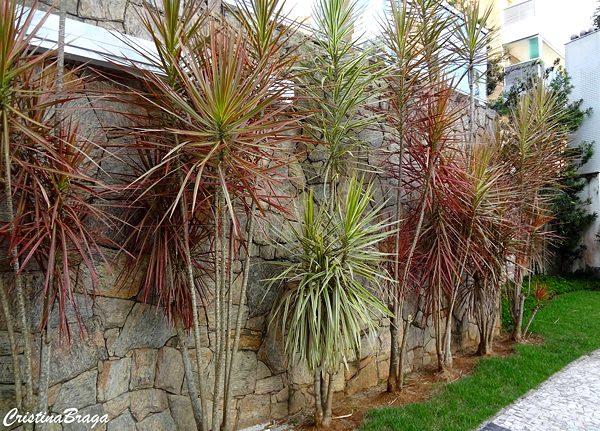 Dracena de Madagascar - Dracaena marginata