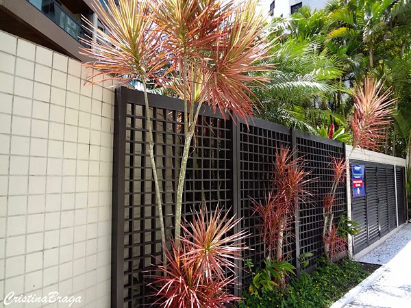 Dracena de Madagascar - Dracaena marginata