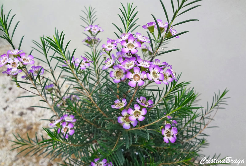 Flor de cera de geraldton - Chamelaucium uncinatum