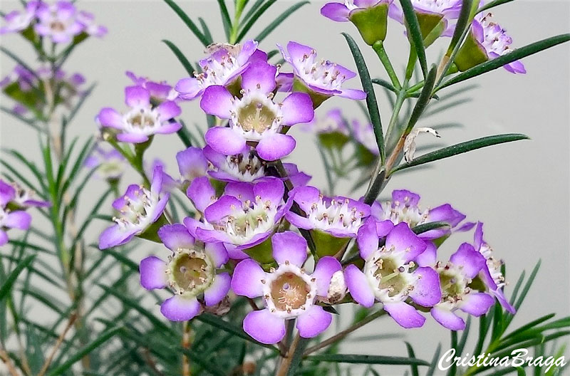Flor de cera de geraldton – Chamelaucium uncinatum - Flores e Folhagens