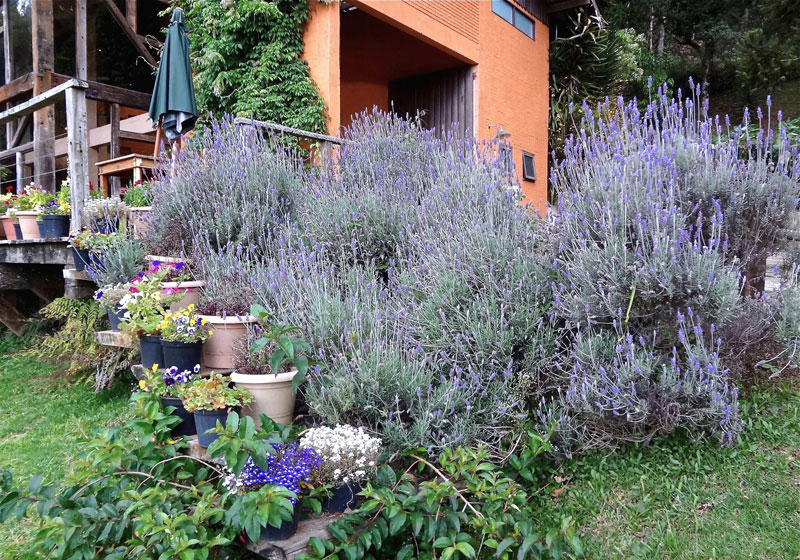 Lavanda Francesa - Lavandula dentata