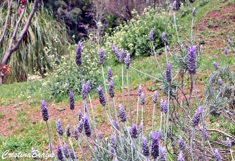 Lavanda Francesa - Lavandula dentata