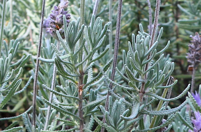 Lavanda Francesa - Lavandula dentata